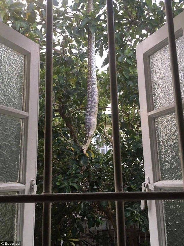 Con chuột possum gần như không thể phản kháng trước sức mạnh đáng sợ của chú trăn. (Nguồn: Daily Mail) 