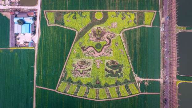 Cánh đồng ở Giang Tô, Trung Quốc biến thành chiếc áo hoa khổng lồ. (Nguồn: Xinhua)