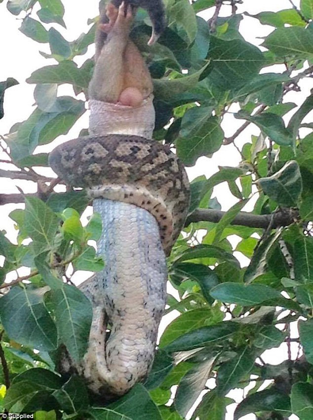Mục tiêu của chú trăn khổng lồ là một con chuột possum. (Nguồn: Daily Mail)