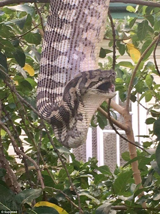 Con trăn siết chặt chú chuột possum trước khi nuốt chửng nó. (Nguồn: Daily Mail)