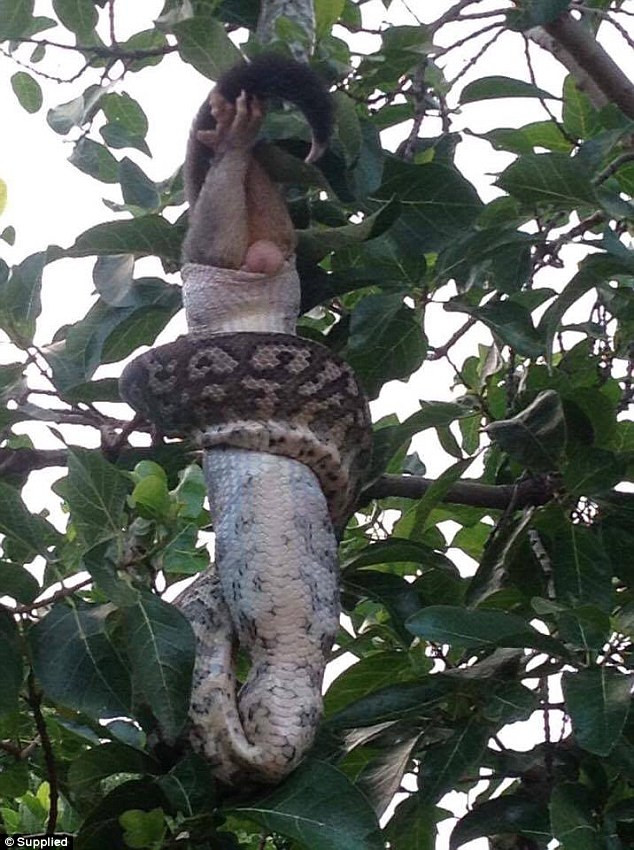 'Con trăn treo lơ lửng trên cây. Đuôi của con trăn cuộn chặt vào một cành cây giúp nó thoải mái thưởng thức miếng mồi. Thật may đó không phải là con mèo nhà tôi' - ông David cho hay.