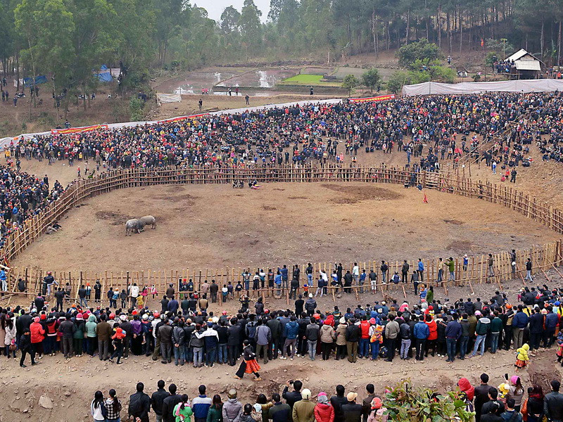 Toàn cảnh Lễ hội chọi trâu. (Ảnh: Công Luật/TTXVN)