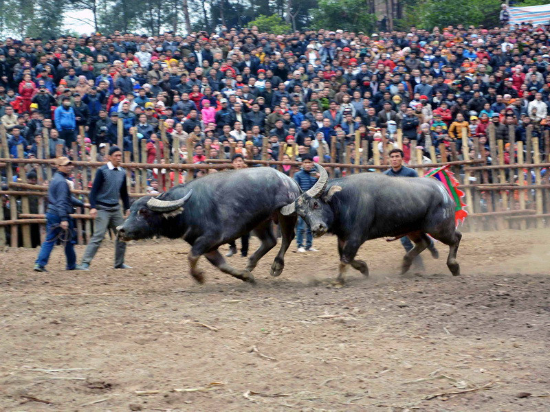 Bỏ chạy giữa chừng. (Ảnh: Công Luật/TTXVN)