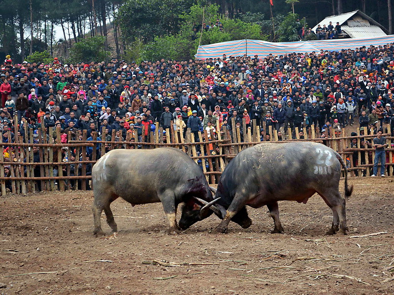 Trâu số 21 thi đấu với trâu số 22. (Ảnh: Công Luật/TTXVN)