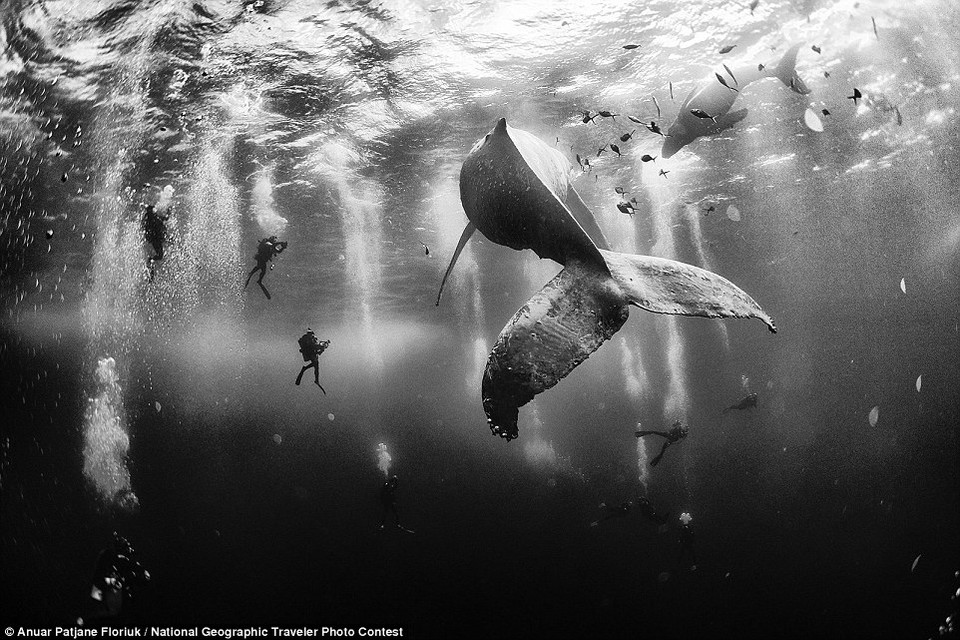 Bức ảnh giành giải thưởng cao nhất trong cuộc thi năm nay là về những chú cá voi lưng gù ở Đảo Roca Partida, Revillagigedo, Mexico. (Nguồn: Anuar Patjane Floriuk) 