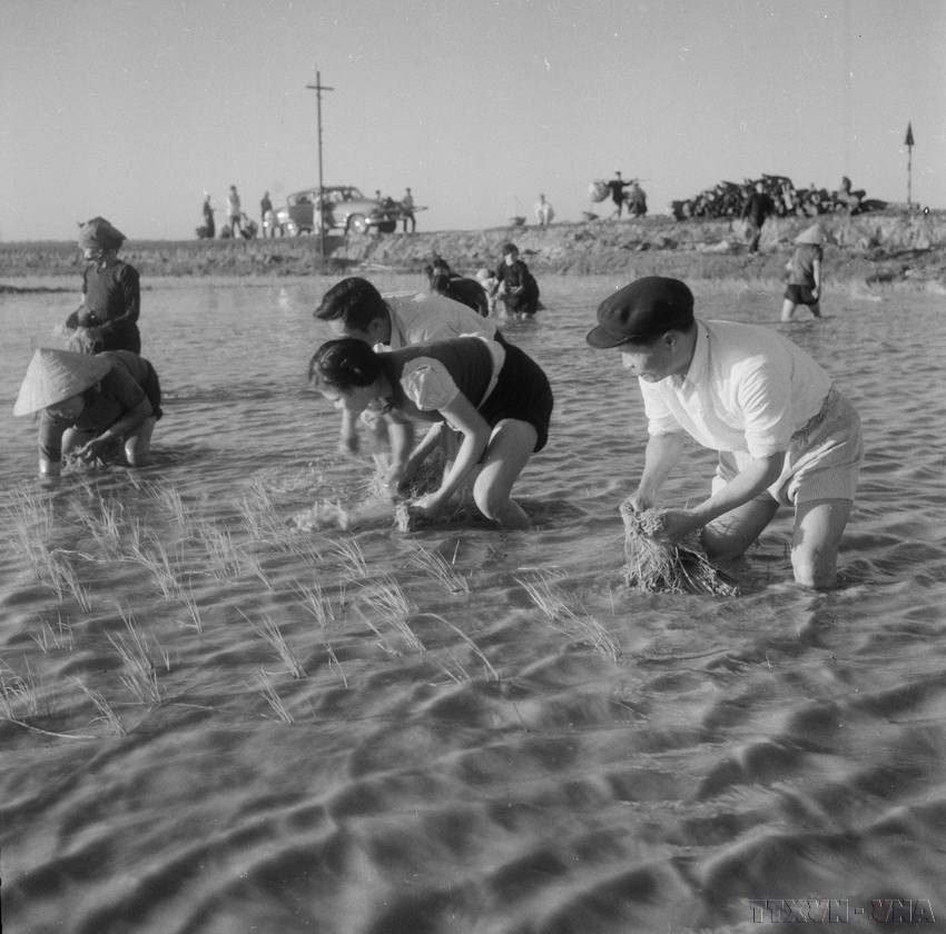 Đại tướng Nguyễn Chí Thanh, Ủy viên Bộ Chính trị, cấy lúa với bà con xã viên Hợp tác xã Chiến Thắng (xã Lý Ninh, tỉnh Quảng Bình). (Ảnh: Hữu Thoan/TTXVN)