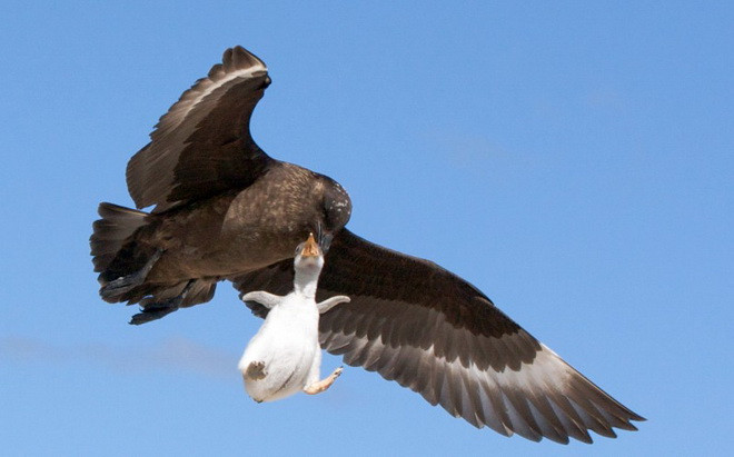 Chú chim cánh cụt con không có đủ sức lực để chống cự. (Nguồn: Caters News Agency)