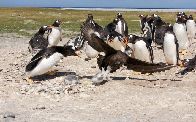 Bầy chim cánh cụt đang chơi đùa vui vẻ thì con chim cướp biển lao xuống tấn công. (Nguồn: Caters News Agency)