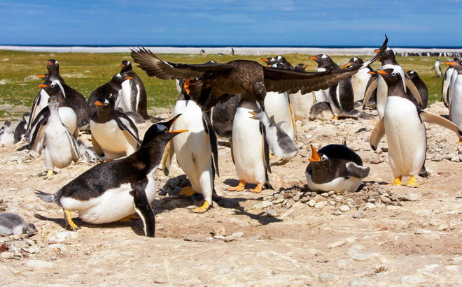 Chỉ trong chớp mắt, con chim cánh cụt con tội nghiệp đã bị chim cướp biển lôi đi. (Nguồn: Caters News Agency)