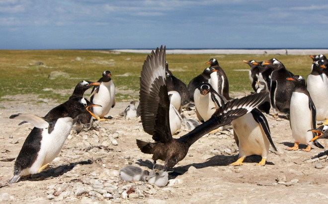 Mục tiêu của con chim cướp biển là chú chim cánh cụt con. (Nguồn: Caters News Agency)