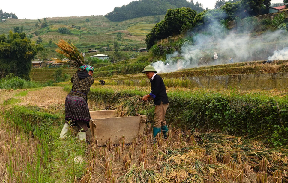 Mù Cang Chải có 2 mùa lúa chín, vụ xuân tháng 4-5 và vụ chính tháng 9-10 hàng năm. (Ảnh: Tuấn Anh/TTXVN)