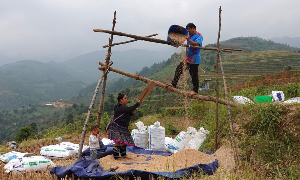 Trên những thửa ruộng bậc thang Mù Cang Chải, lúa chín vàng rộ khắp các cánh đồng, người nông dân đã tiến hành thu hoạch. (Ảnh: Tuấn Anh/TTXVN)