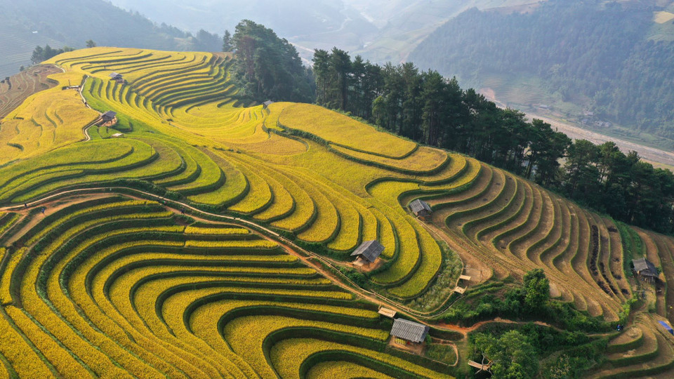 Vẻ đẹp rực rỡ của những đồng lúa chín nơi đây đã lọt vào bình chọn top 10 ruộng bậc thang đẹp nhất thế giới. (Ảnh: Tuấn Anh/TTXVN)