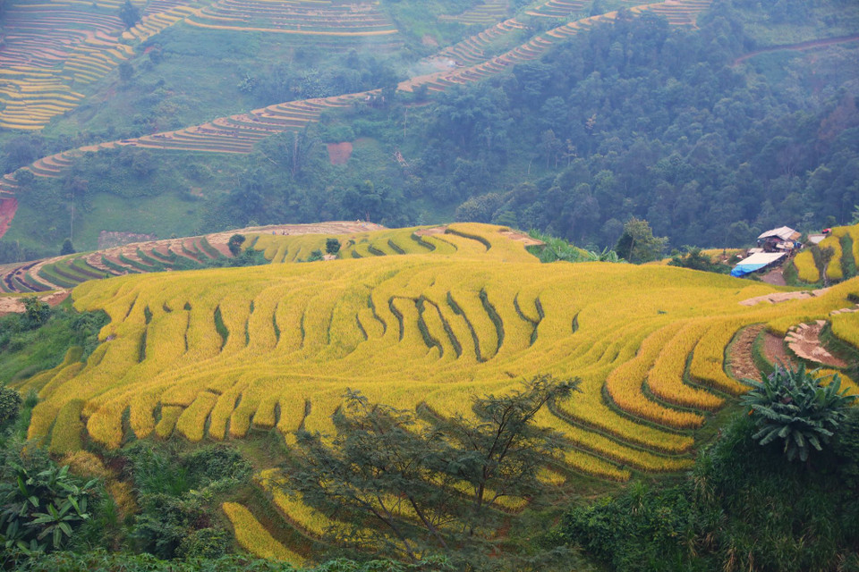 Những thửa ruộng lúa chín vàng, tạo nên một bức tranh ấn tượng, đẹp mắt. (Ảnh: Tuấn Anh/TTXVN)