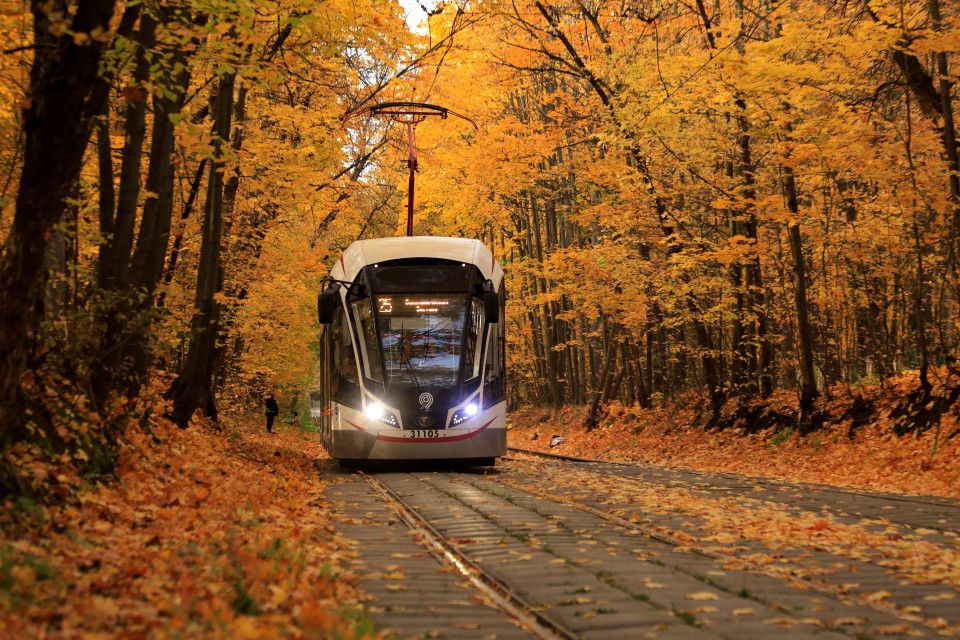Cuối tháng 9 đến đầu tháng 10 hàng năm, nước Nga bước vào mùa Thu. Sắc vàng óng ả của những rặng cây phong đỏ, sồi, bạch dương rực khắp không gian cảnh vật từ thành phố đến khắp các làng quê. (Ảnh: Trần Hiếu/TTXVN)