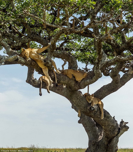 Những chú sư tử không chỉ leo lên cây ngủ mà còn quan sát lãnh thổ và tìm kiếm con mồi. (Nguồn: Daily Mail)