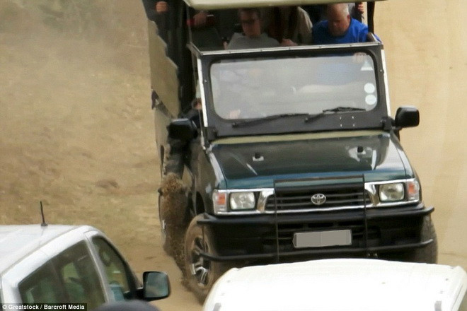 Anh Plumb đã khéo léo lái xe để thoát khỏi sự bám đuổi của con báo. (Nguồn: Barcroft Media)