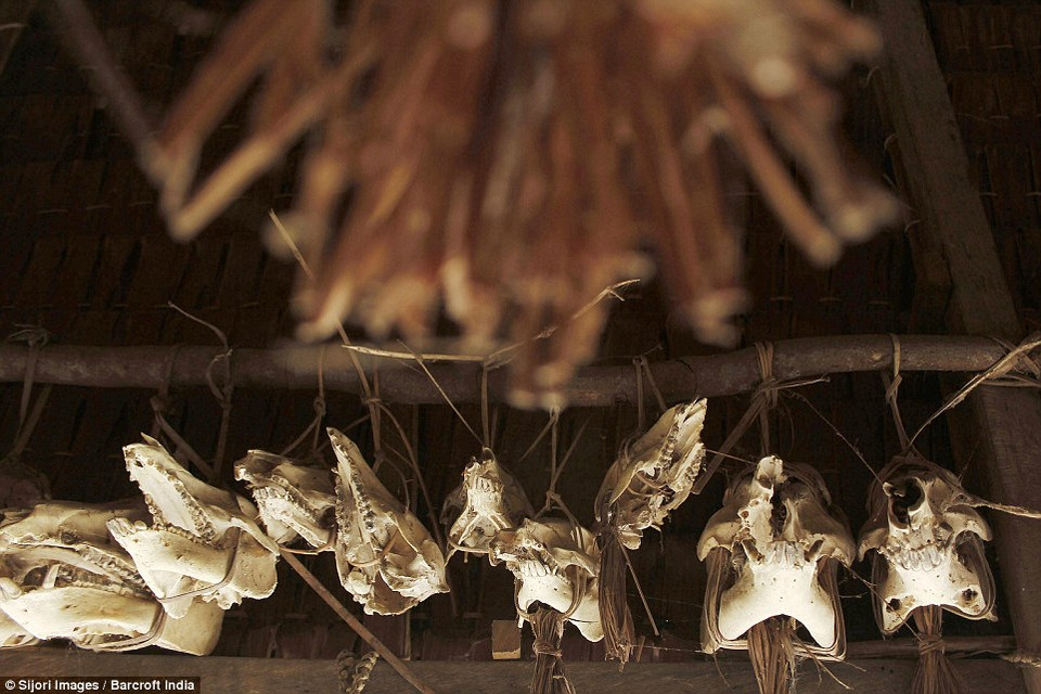 Đầu lâu của những con thú mà họ săn bắt được. (Nguồn: DM)