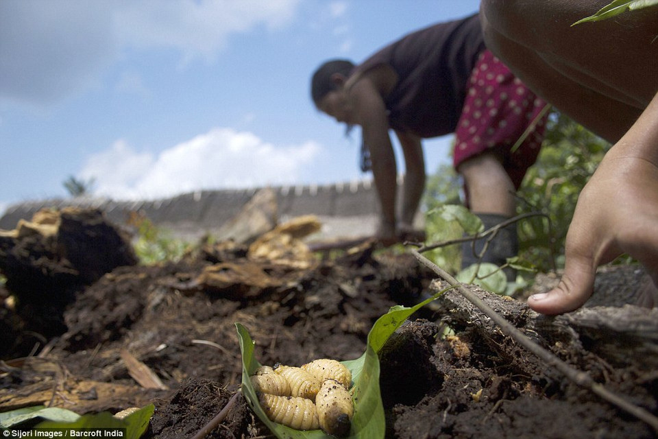 Ấu trùng sâu bướm-món ăn quý hiếm trên đảo Mentawai. (Nguồn: DM)