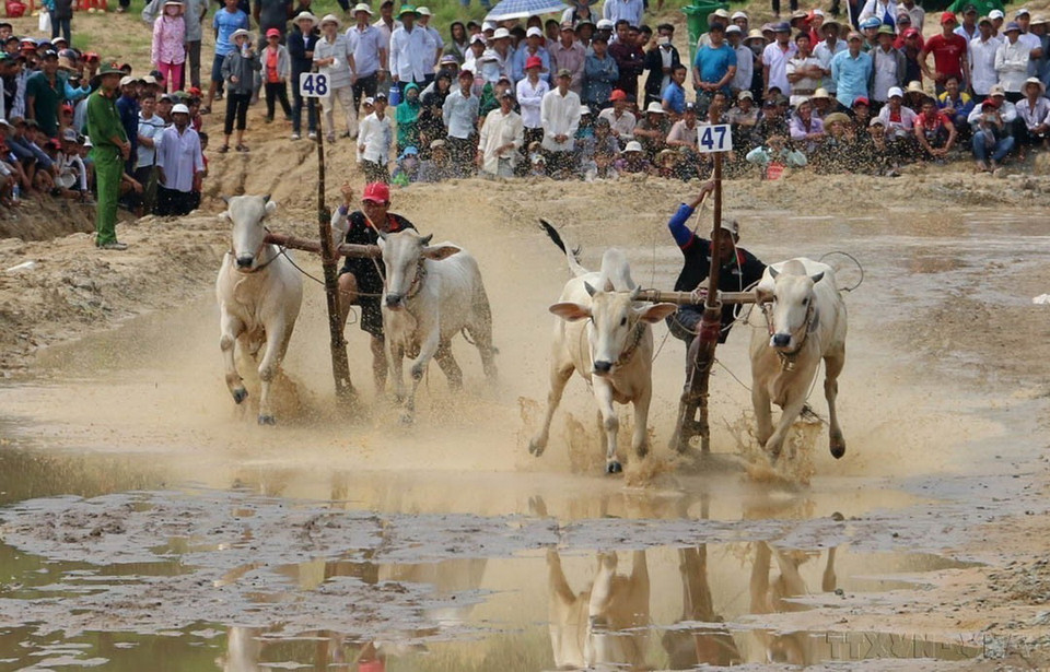 Đua bò Bảy Núi An Giang là lễ hội đậm nét văn hóa truyền thống gắn với lễ Sene Dolta của đồng bào dân tộc Khmer ở vùng Bảy Núi thuộc 2 huyện Tri Tôn và Tịnh Biên. Năm 2016, Bộ Văn hóa, Thể thao và Du lịch công nhận đua bò Bảy Núi là Di sản văn hóa phi vật thể quốc gia. (Ảnh: Công Mạo/TTXVN)