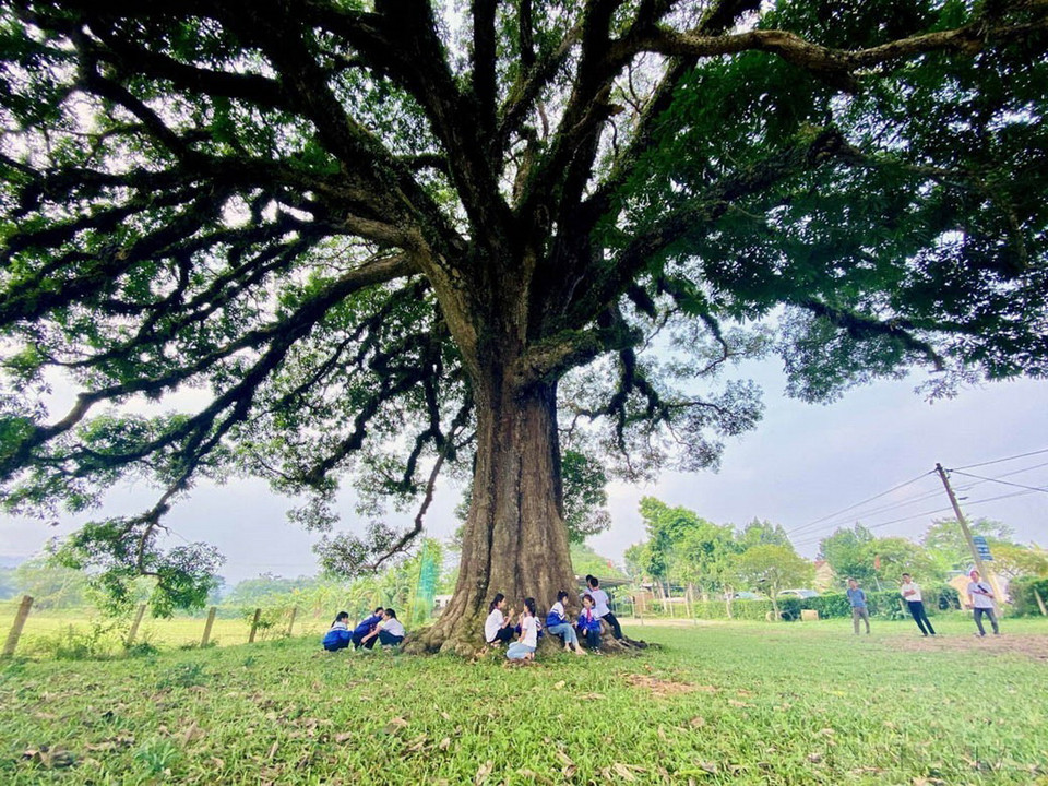 Cây trôi 800 năm tuổi ở xã Hương Vĩnh (huyện Hương Khê, tỉnh Hà Tĩnh) không chỉ là một di sản thiên nhiên quý giá mà còn là linh hồn, niềm tự hào của bao thế hệ người dân nơi đây. Tháng 9/2024, Hội Bảo vệ Thiên nhiên và Môi trường Việt Nam quyết định công nhận cây trôi 800 tuổi là cây Di sản Việt Nam. (Ảnh: Hữu Quyết/TTXVN)