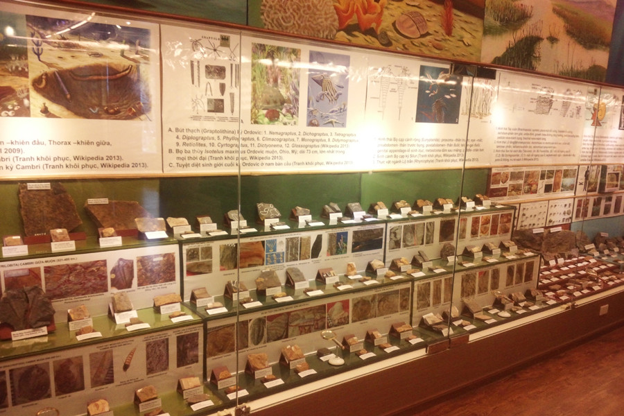 Trưng bày mẫu hóa thạch. (Ảnh: T.H/Vietnam+)