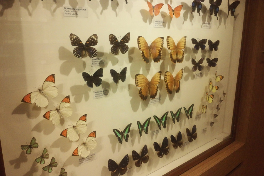 Tiêu bản các loại bướm. (Ảnh: T.H/Vietnam+)
