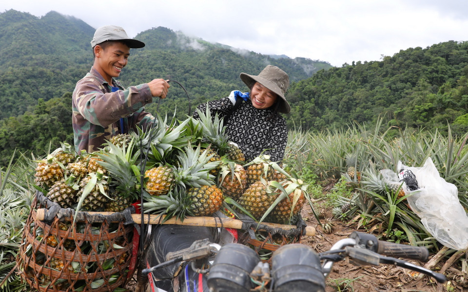 Người dân xã Mường Nhà thu hoạch dứa. (Ảnh: Phan Quân/TTXVN)