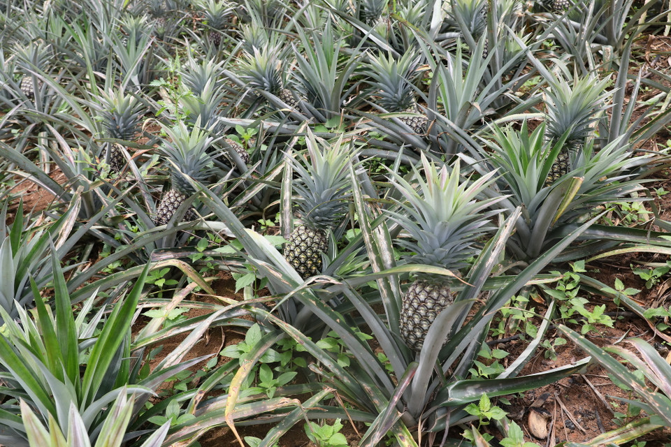 Hiện toàn xã có trên 100 ha, năng suất đạt từ 25-30 tấn/ha, giá bán dao động từ 8.000-13.000 đồng/kg. (Ảnh: Phan Quân/TTXVN)