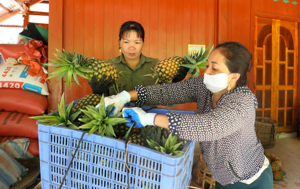 Dứa sau khi thu hoạch được thương lái đến thu mua để đem đi tiêu thụ. (Ảnh: Phan Quân/TTXVN)