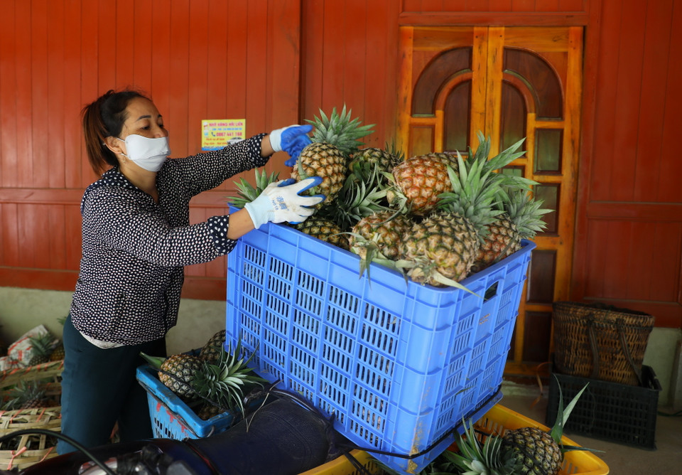 Cây dứa mật đã trở thành cây trồng chủ lực giúp người dân từng bước xóa đói giảm nghèo. (Ảnh: Phan Quân/TTXVN)