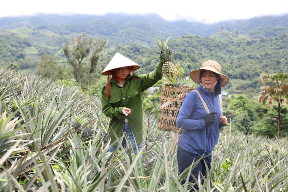 Xã vùng biên Mường Nhà (huyện Điện Biên) được biết đến là vùng trồng dứa mật với diện tích lớn nhất, chất lượng quả tốt nhất trên địa bàn tỉnh Điện Biên. (Ảnh: Phan Quân/TTXVN)
