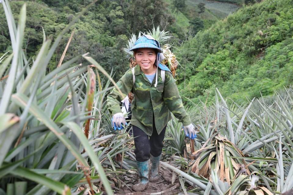 Người dân xã Mường Nhà thu hoạch dứa. (Ảnh: Phan Quân/TTXVN)