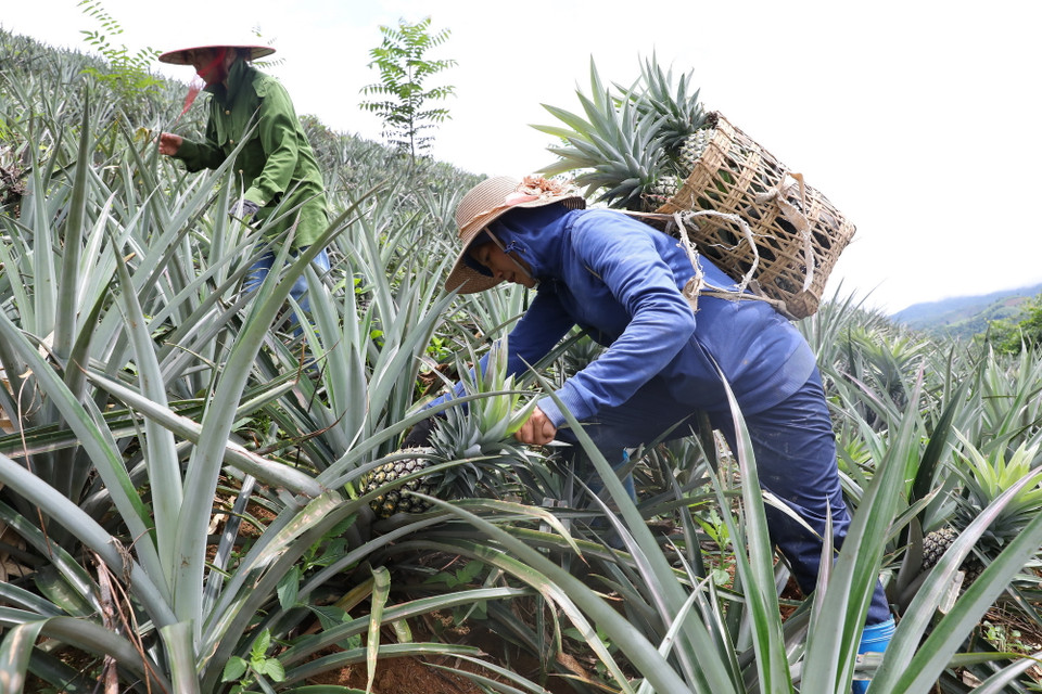 Người dân xã Mường Nhà thu hoạch dứa. (Ảnh: Phan Quân/TTXVN)