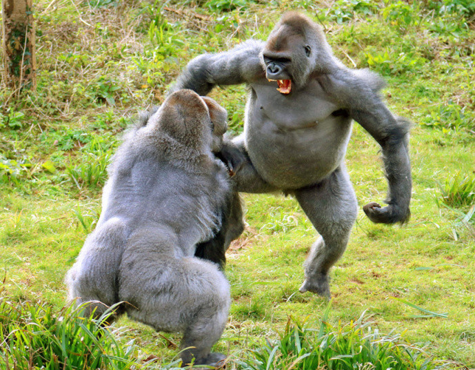  Hai con khỉ đột ở vườn thú Paignton,Devon, Anh chiến đấu với nhau vì củ khoai tây. (Nguồn: Apex News)