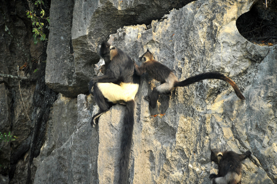 Voọc quần đùi trắng phân bố ở rừng già, rừng nguyên sinh trên núi đá nhiều hang động. (Ảnh: Minh Đức/TTXVN)