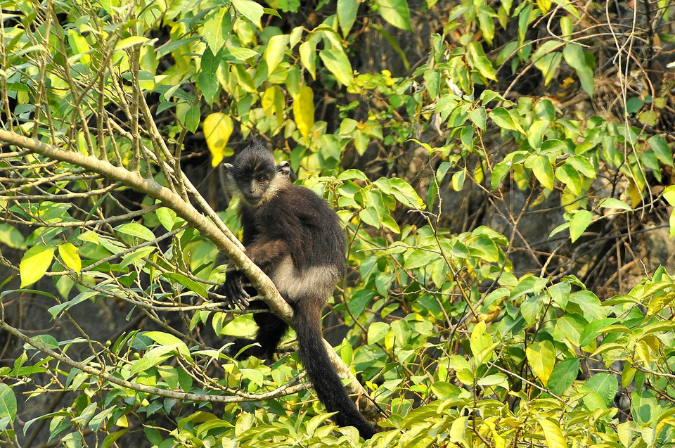 Đây là một trong năm loài linh trưởng đang bị đe dọa tuyệt chủng ở mức toàn cầu. (Ảnh: Minh Đức/TTXVN)