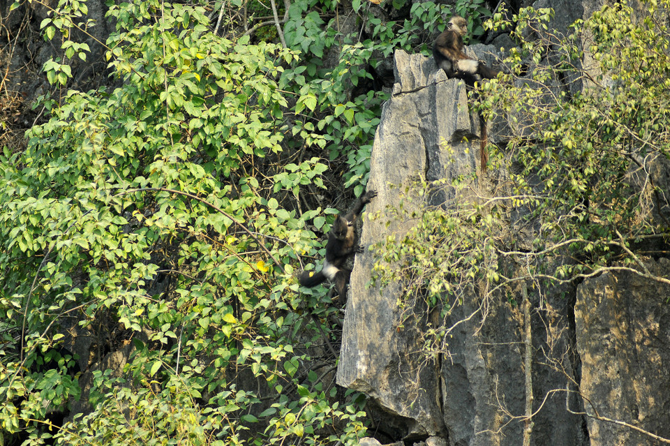 Theo kết quả điều, voọc quần đùi trắng chỉ còn ở Việt Nam với hơn 200 cá thể và được tập trung bảo tồn tại: Khu bảo tồn thiên nhiên đất ngập nước Vân Long và Vườn Quốc gia Cúc Phương. (Ảnh: Minh Đức/TTXVN)