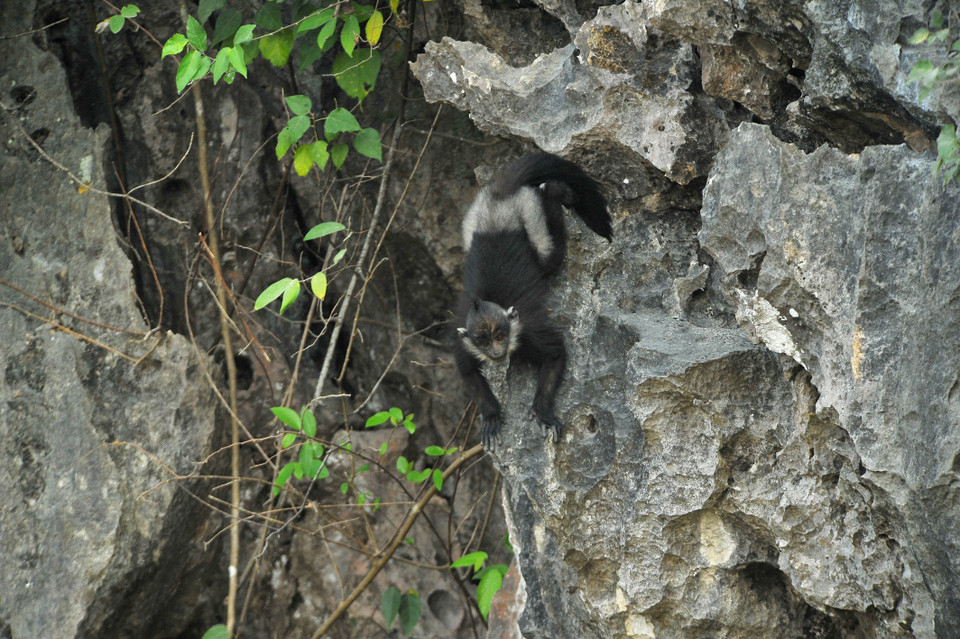 Voọc quần đùi trắng trên đỉnh đầu có mào lông màu đen, có vệt lông trắng khá rộng hai bên má kéo dài lên phía trên vành tai. (Ảnh: Minh Đức/TTXVN)