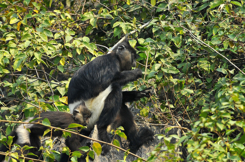  Voọc quần đùi trắng hay voọc mông trắng, loài linh trưởng cỡ lớn thuộc họ Khỉ Cựu thế giới (Cercopithecidae), bộ Linh trưởng (Primates), có tên trong Sách Đỏ của Việt Nam và thế giới. (Ảnh: Minh Đức/TTXVN)