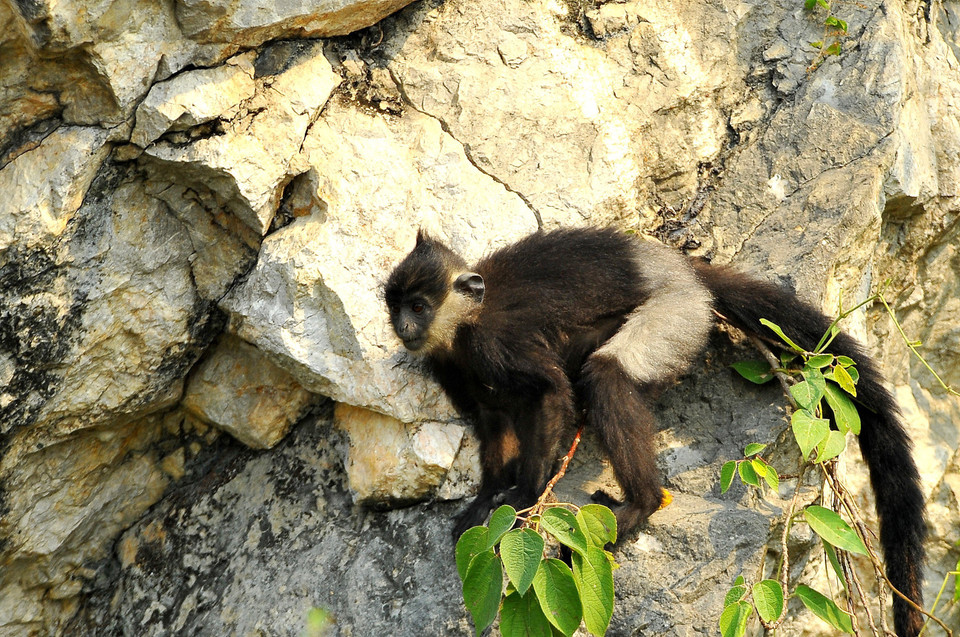 Chân có bộ lông màu đen. Vùng mông có lông màu trắng kéo dài tới tận gốc đuôi và đùi; chân tay dài. Thức ăn chủ yếu là chồi cây, lá và quả cây. (Ảnh: Minh Đức/TTXVN)