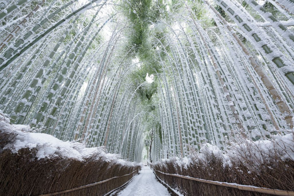 Rừng tre phủ đầy băng tuyết ở Arashiyama, gần Kyoto, Nhật Bản. (Nguồn: NatGeo)