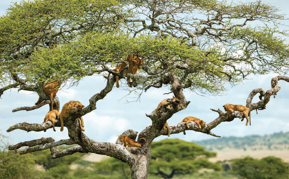 Những con sư tử ngủ trưa trên cây