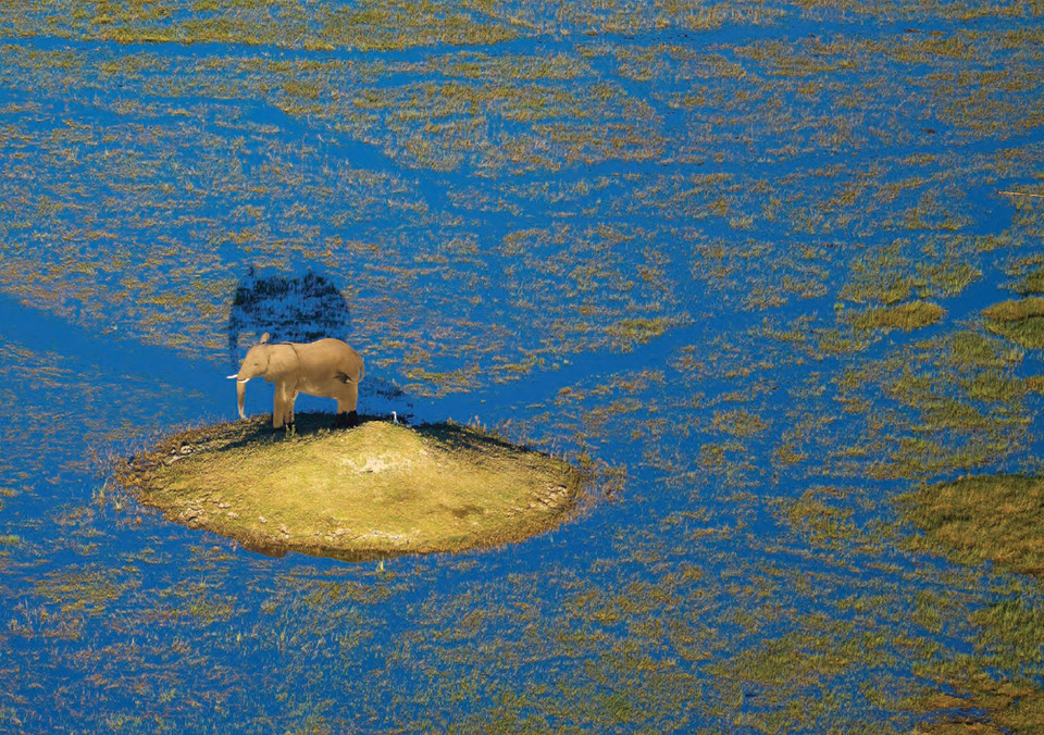 Con voi đứng giữa đầm lầy