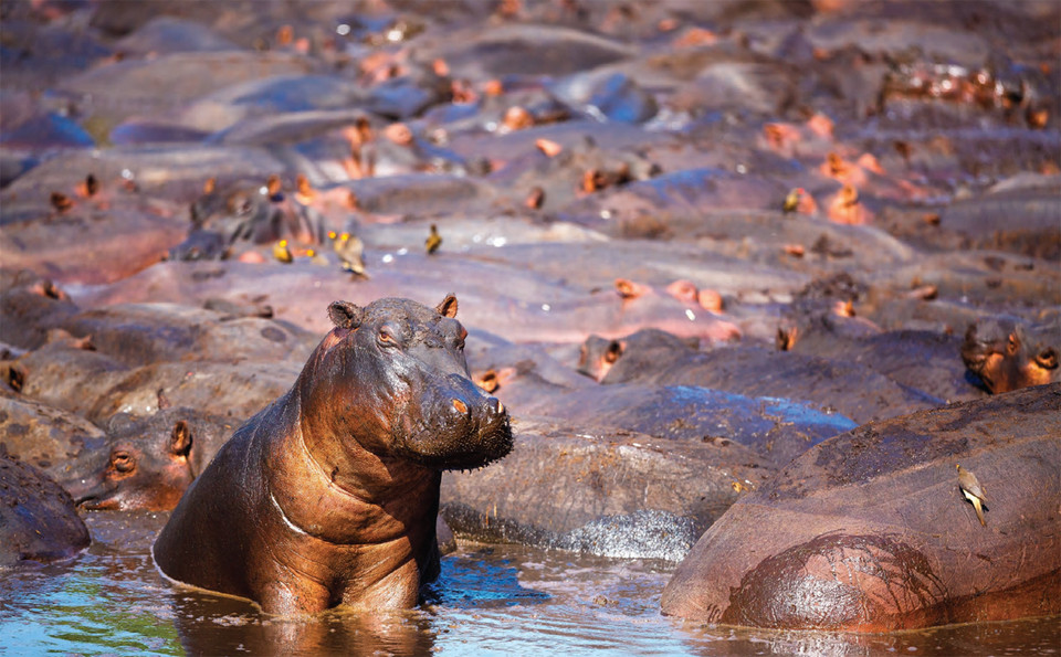 Đàn hà mã to lớn