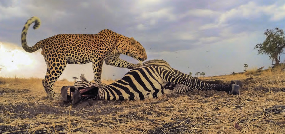 Báo đốm thưởng thức miếng mồi ngon