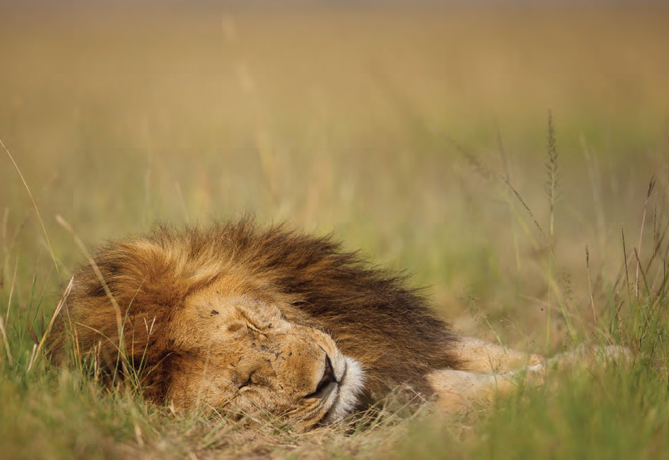 Chú sư tử ngủ ngon lành trên đồng cỏ