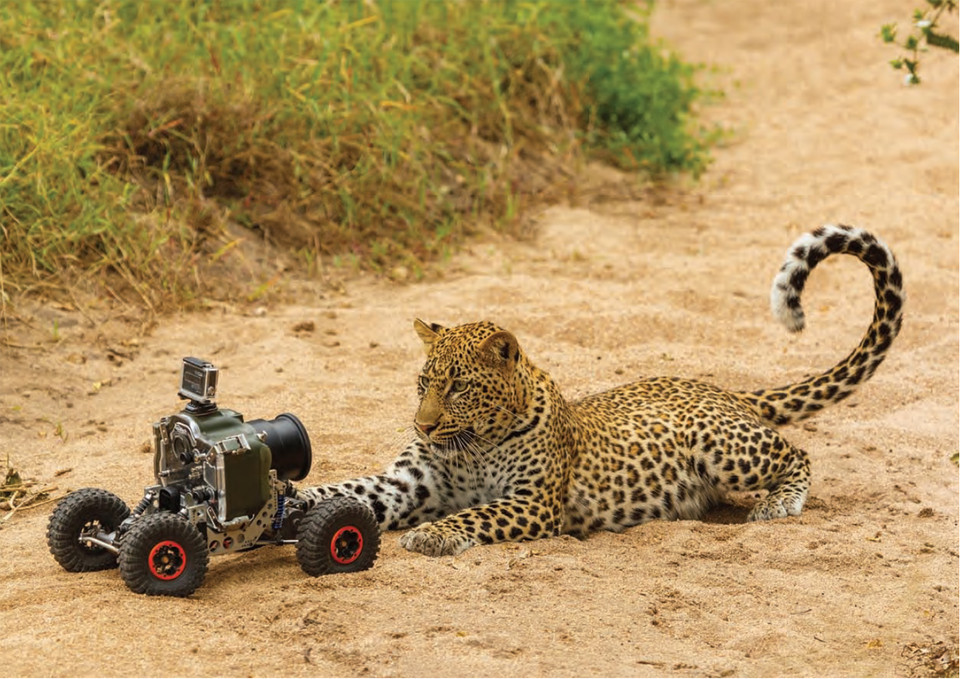 Chú báo bất ngờ khi thấy sự xuất hiện của chiếc xe gắn camera