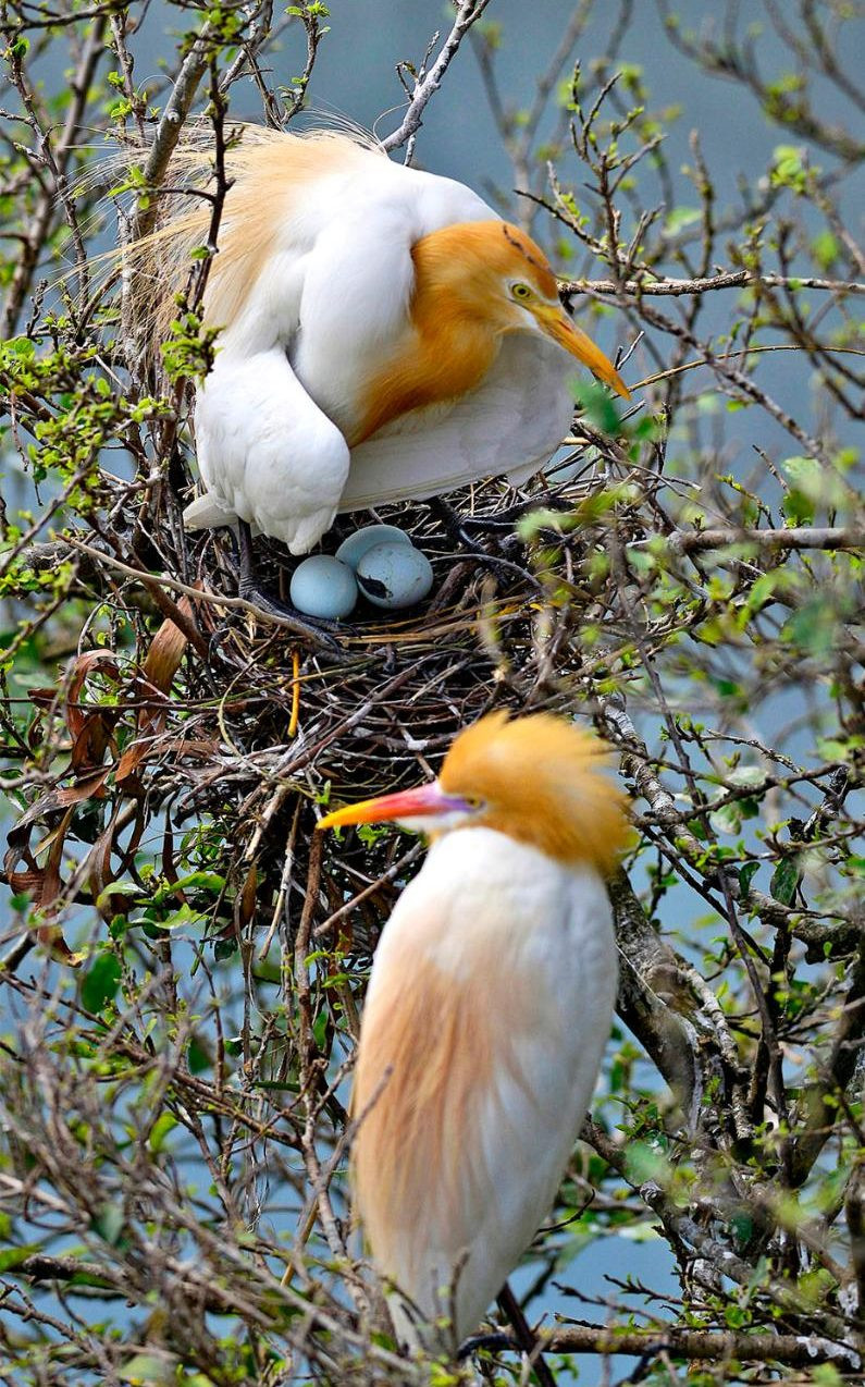 Diệc làm tổ trên cành cây bên bờ sông Brahmaputra ở Guwahati, Ấn Độ. (Nguồn: EPA)