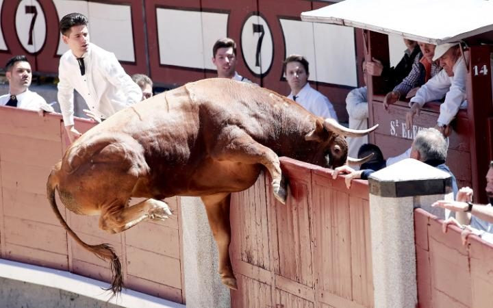 Bò tót cố gắng thoát ra khỏi một đấu trường ở Madrid. (Nguồn: Getty)